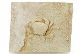 Fossil Crab (Potamon) Preserved in Travertine - Turkey #279101-1